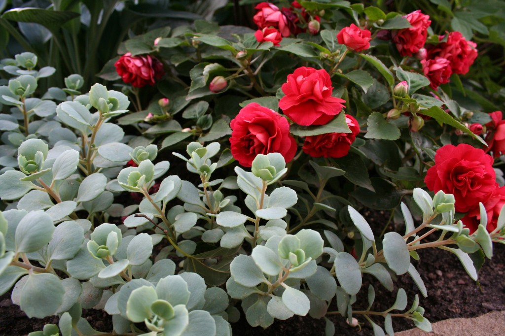 Sedum and roses