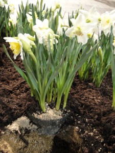 potted daffodil