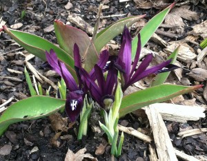 iris reticulata first bloom in the garden