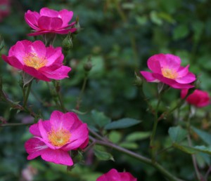 sven roses