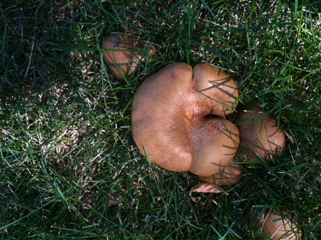 ash bolete mushroom