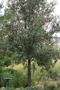 haralson tree