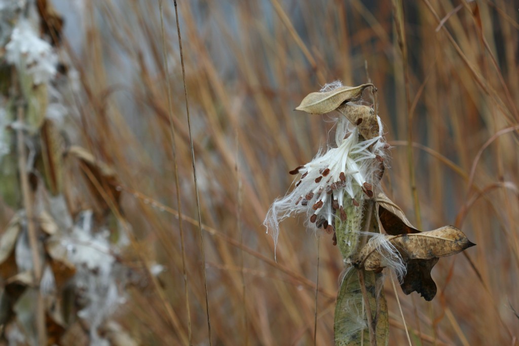 milkweed