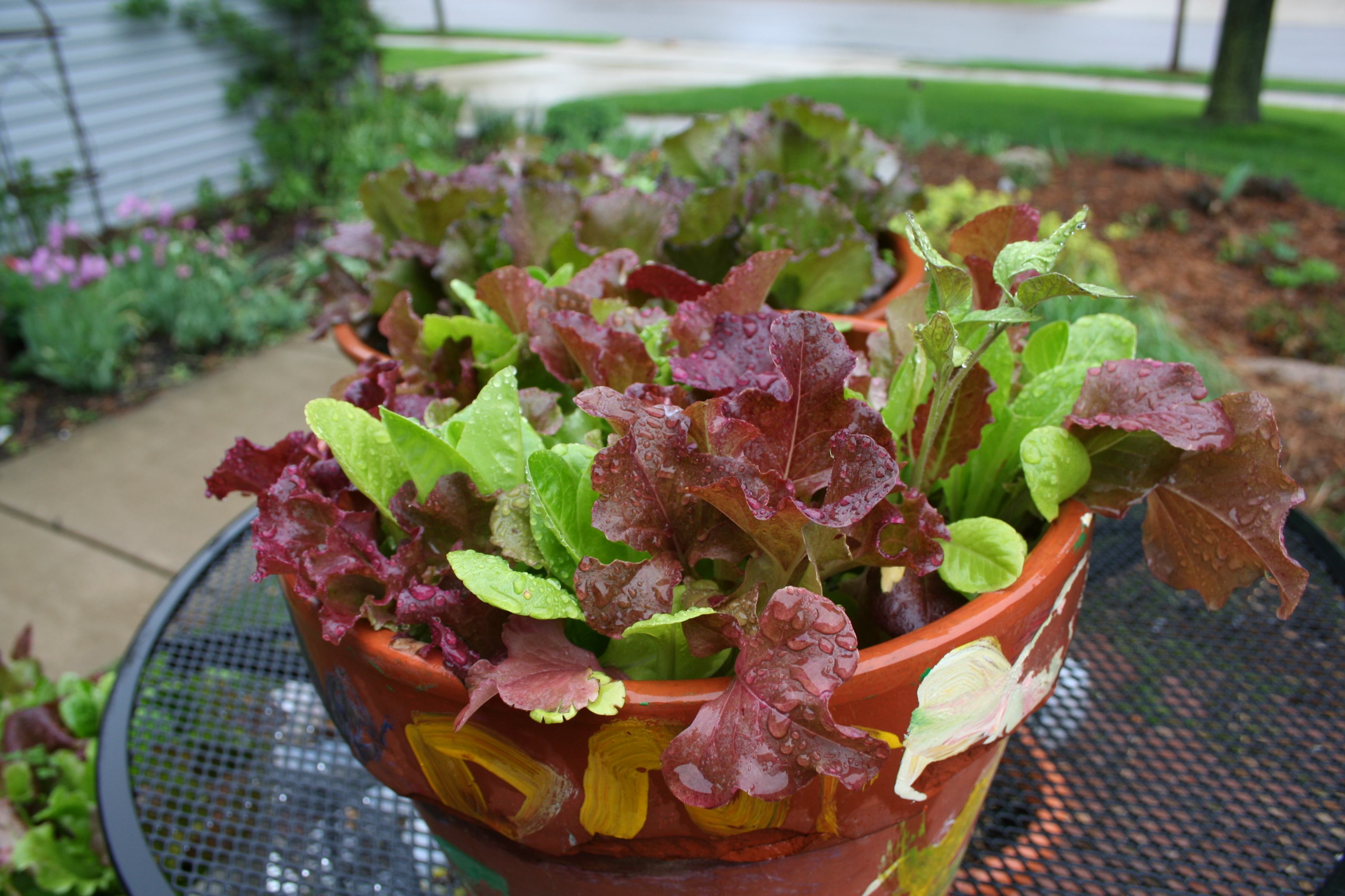 mixed lettuce bowl