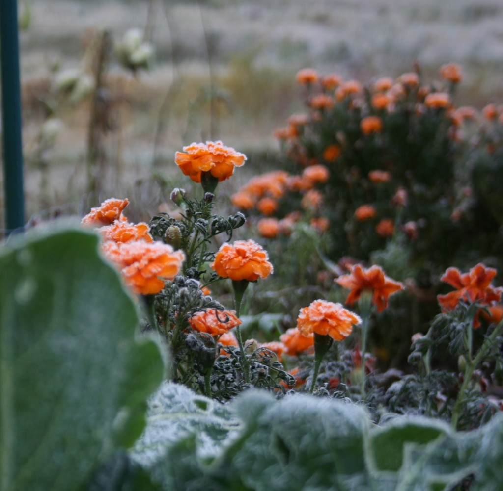 Another nice thing about marigolds is they stay blooming well into the fall. 