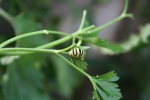 I already plant parsley for caterpillars/butterflies, so why not a few more plants for the bunnies.