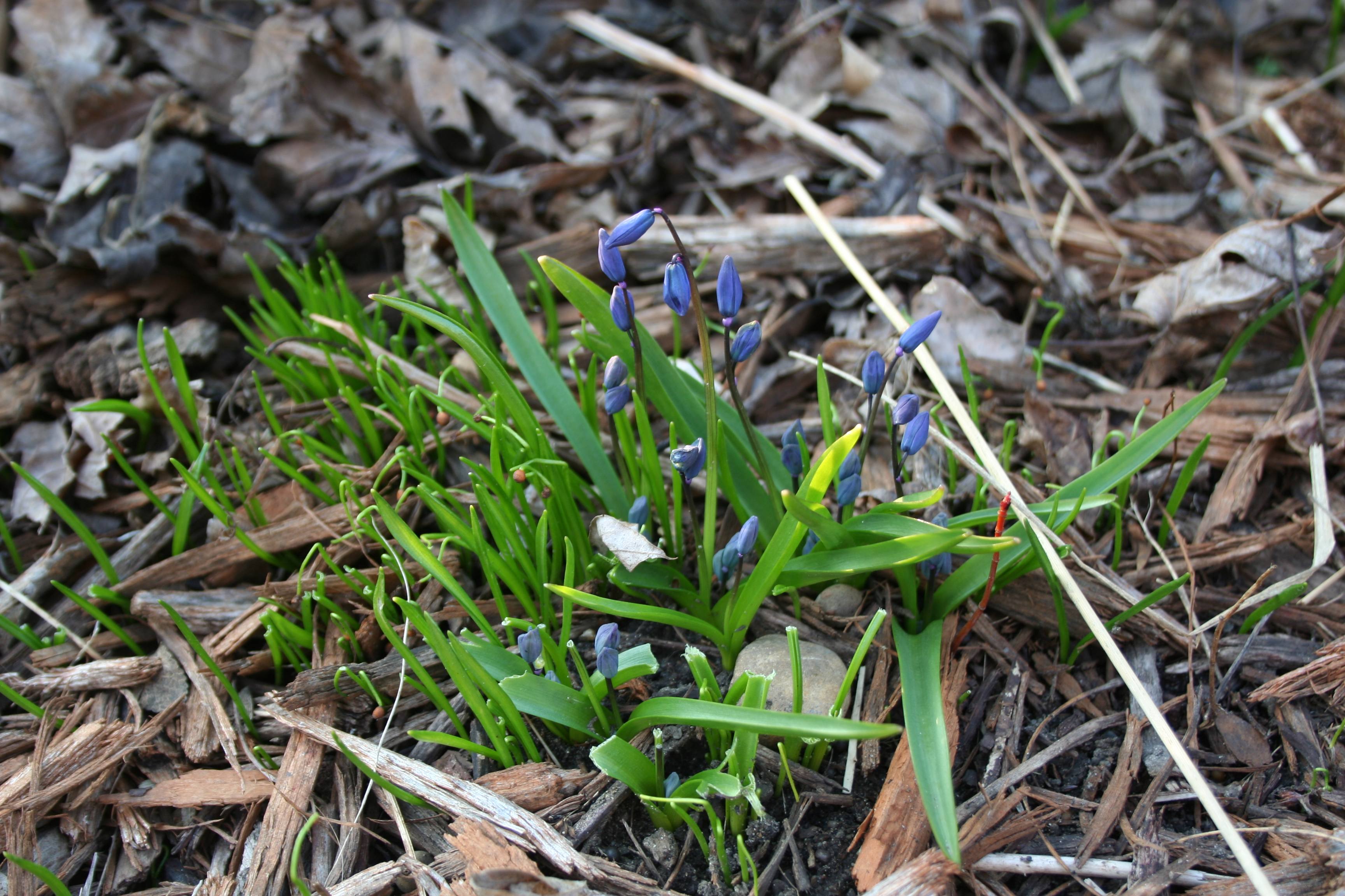 Siberian squill ready to bloom