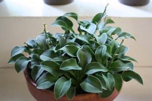 Not flashy, but a beautiful and healthy looking plant.