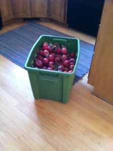 The apples.