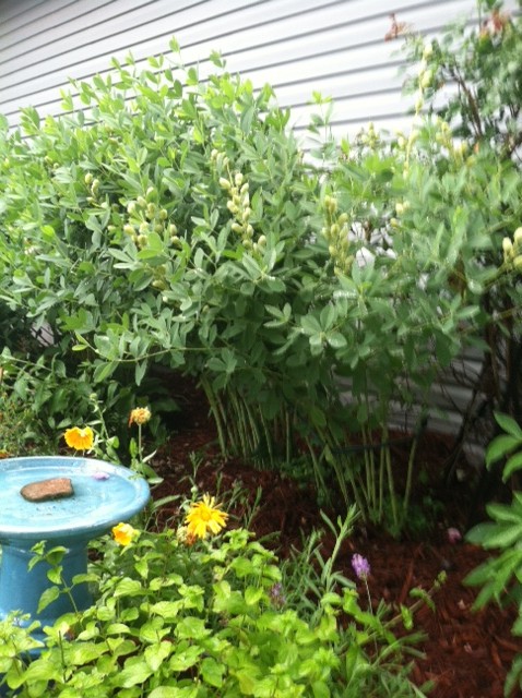 baptisia in bungee cords