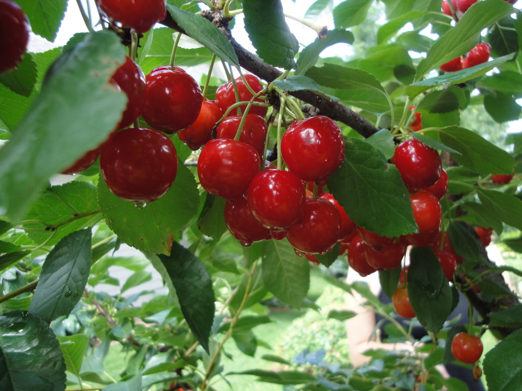 cherries