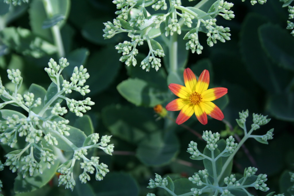 Campfire bidens blooms weaved around Autumn Joy sedum in my garden in June.