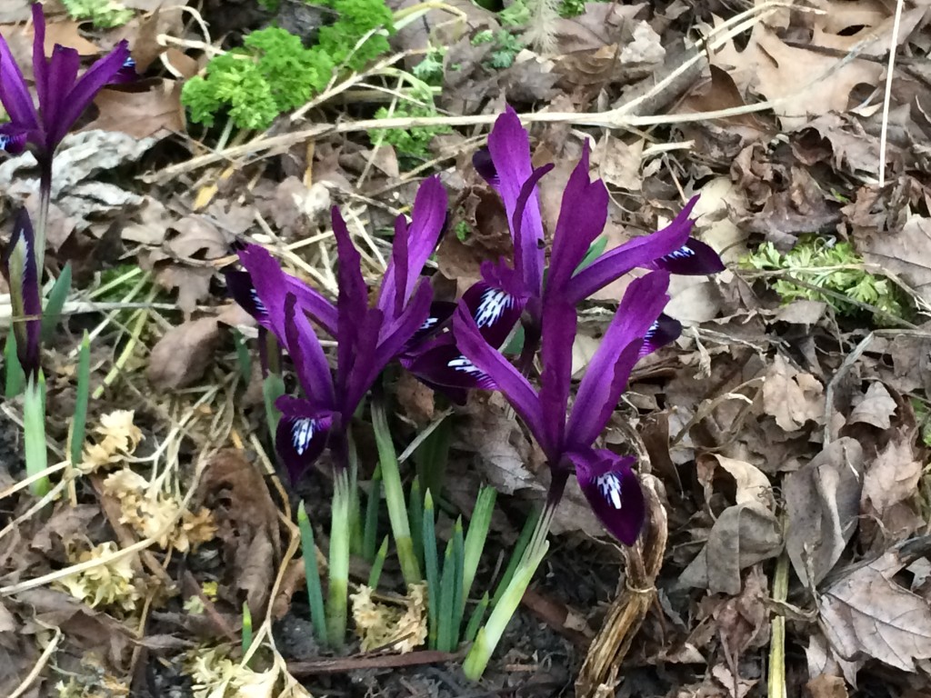 Iris reticulata