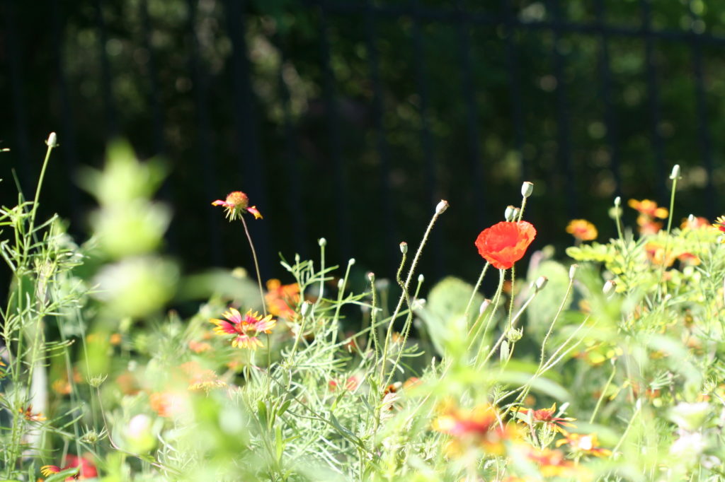 wildflowers in a field