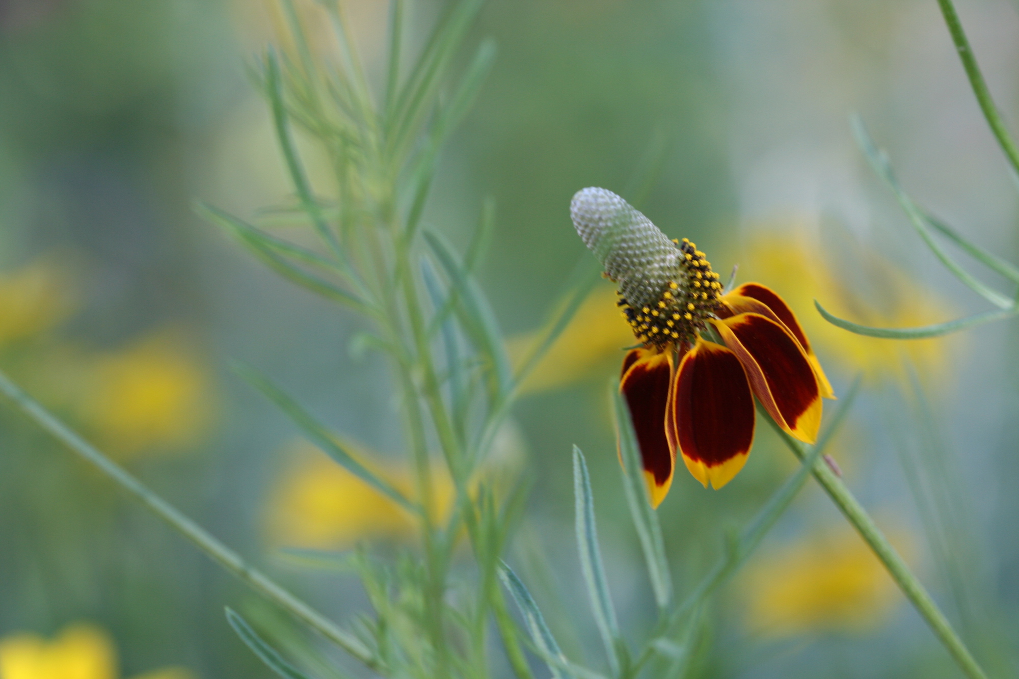 closeup of Mexican hat flower