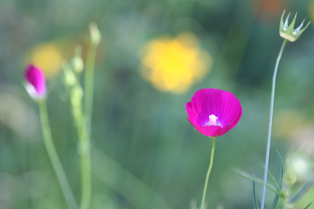 purple wine cup flower