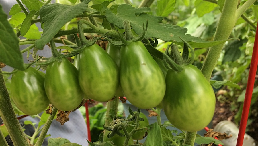 Green pear tomatoes on vine