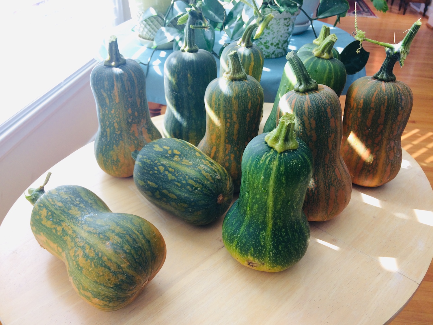 squash on table