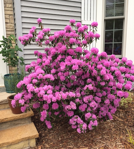 lemon tree in pot and pink blooming rhododendron