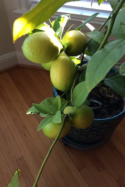 lemons on tree