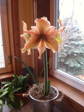 apricot amaryllis in bloom gift
