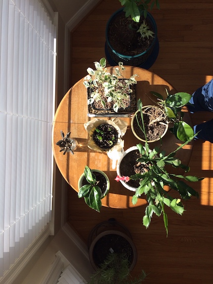 light on house plants