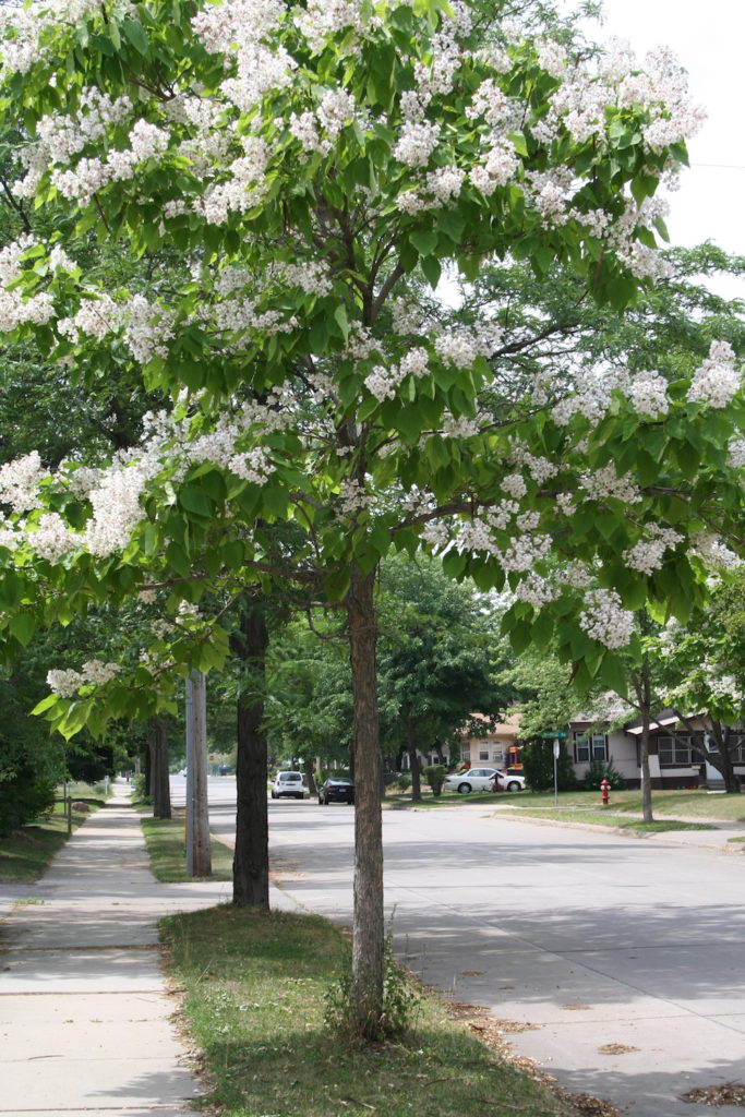 catalpa, one of the trees for climate change