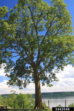 hackberry on river