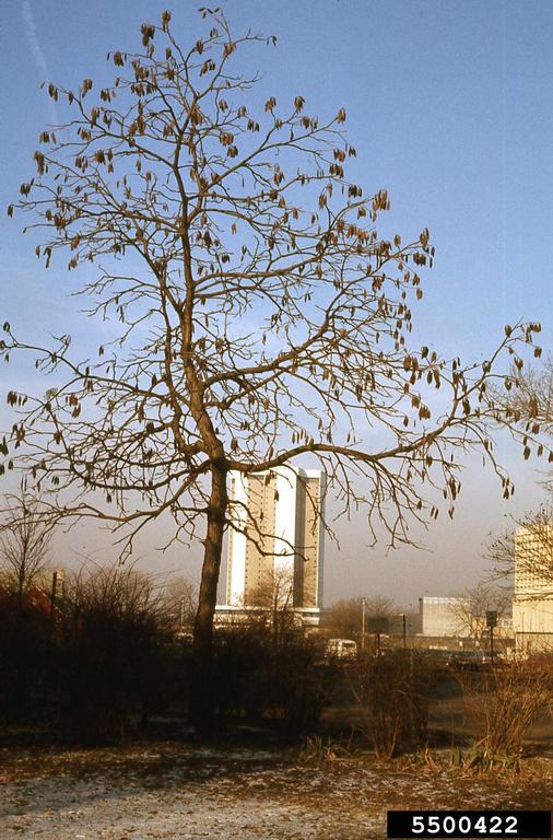 coffeetree in winter