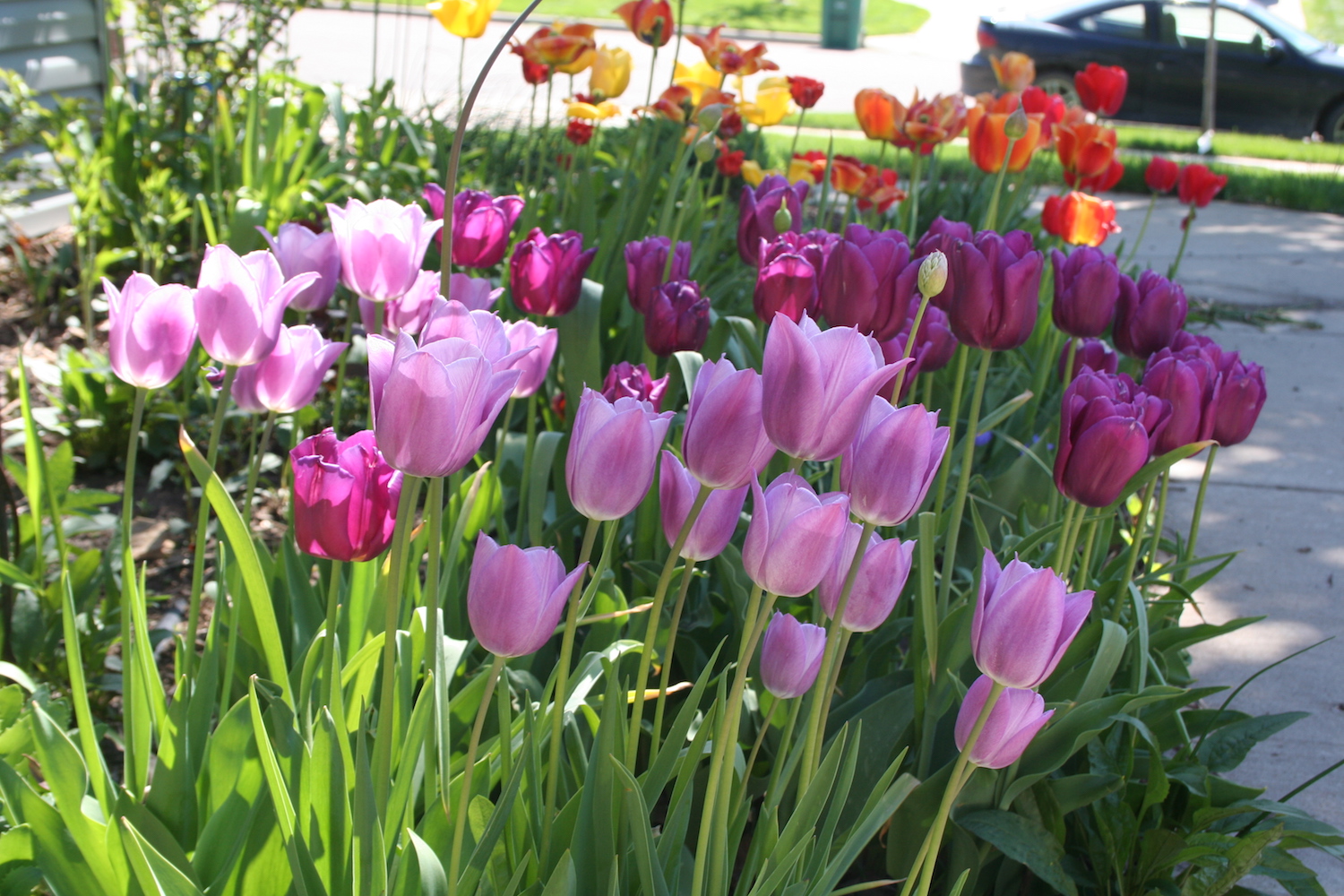 Northern Plants Deer Don't Like My Northern Garden