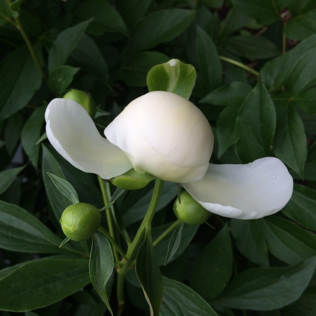 Duchess de Nemours bud 