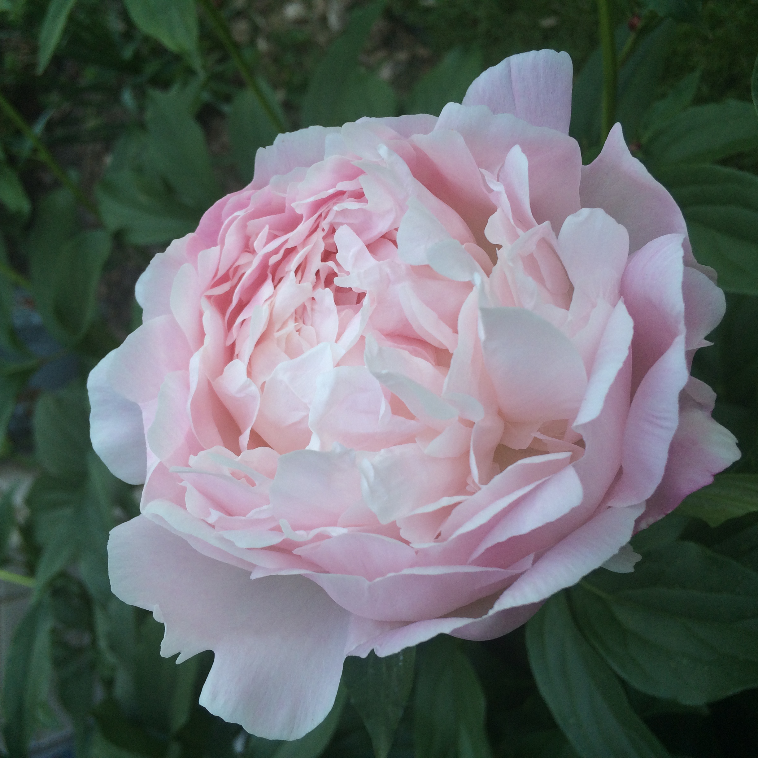 Пион миртл джентри фото и описание The Joy of Heritage Peonies - My Northern Garden