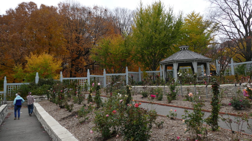 Rose garden in fall at Minnesota Landscape Arboretum
