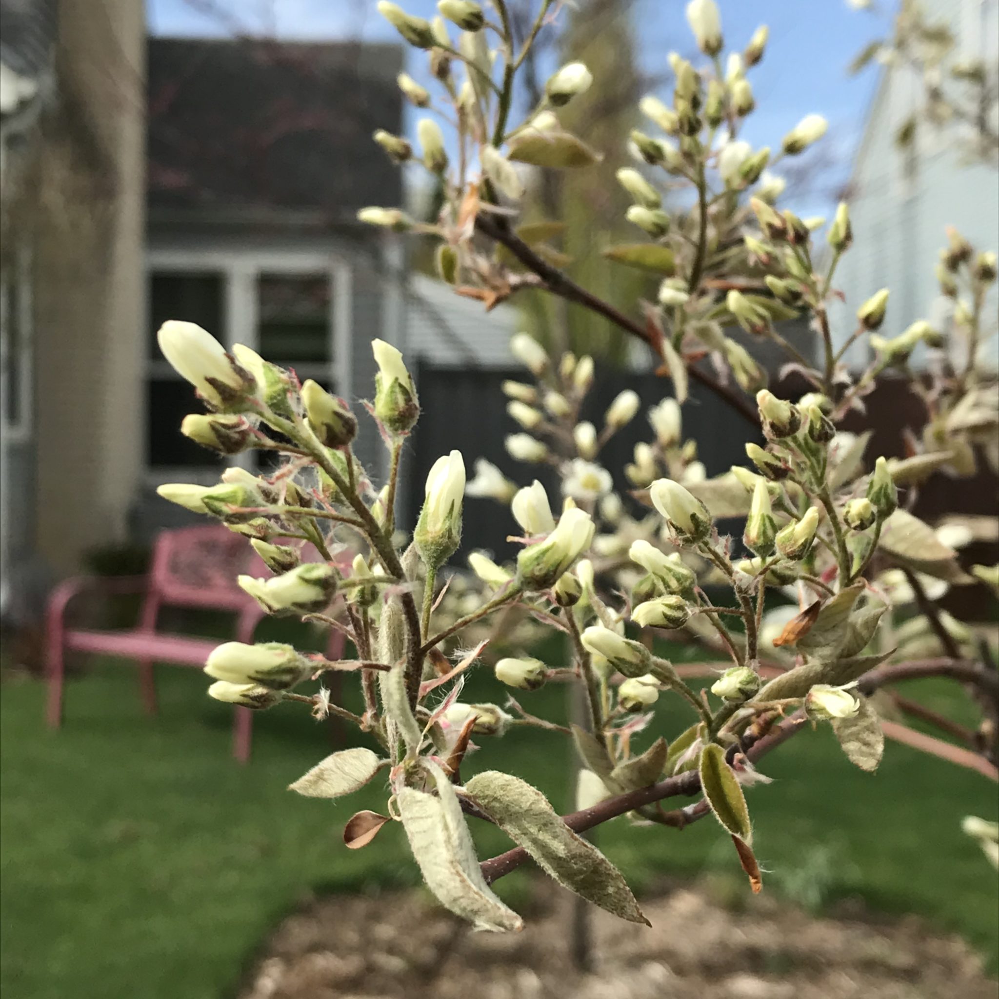 Best Trees for Birds in the North My Northern Garden