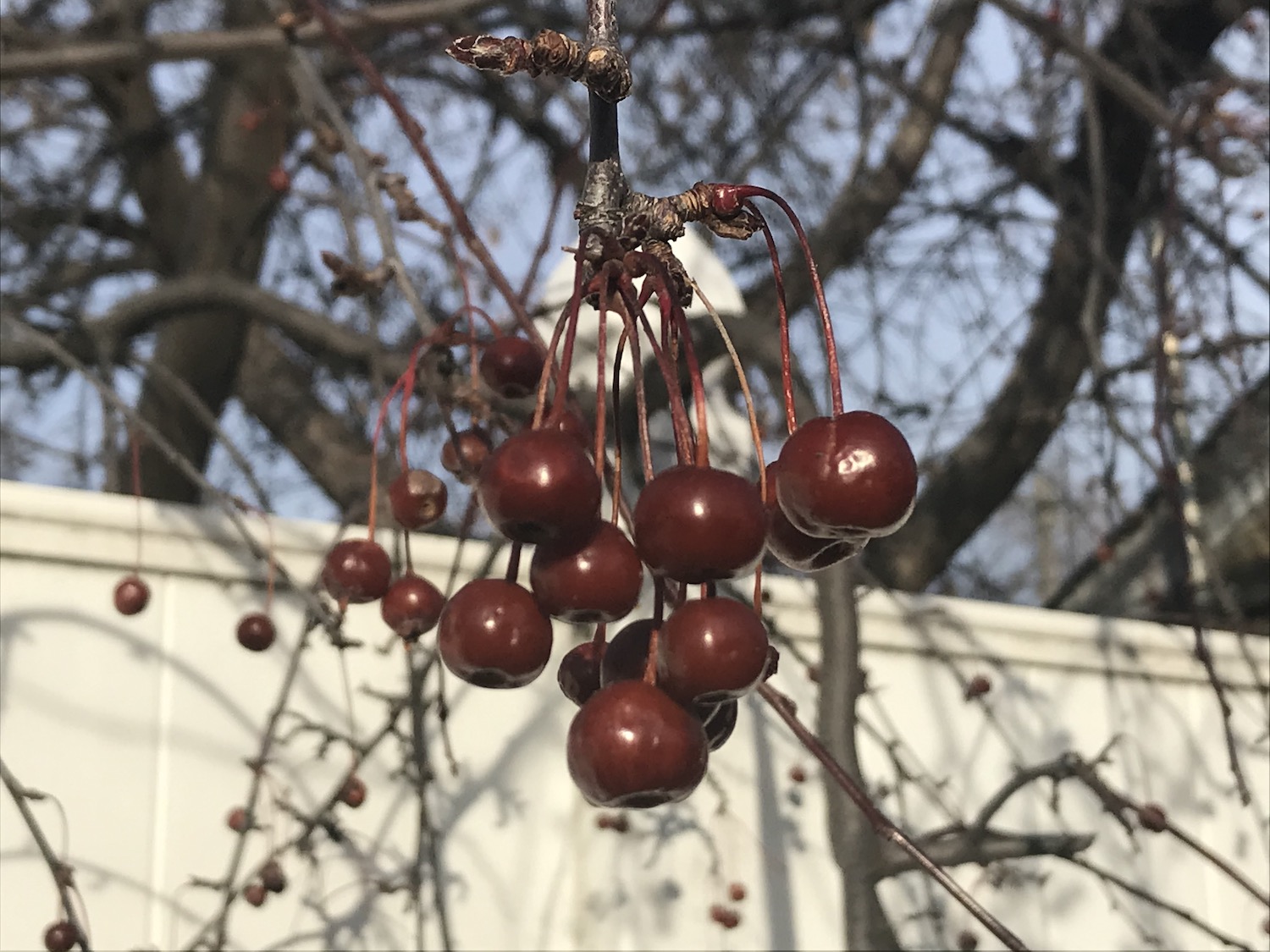 Best Trees for Birds in the North My Northern Garden