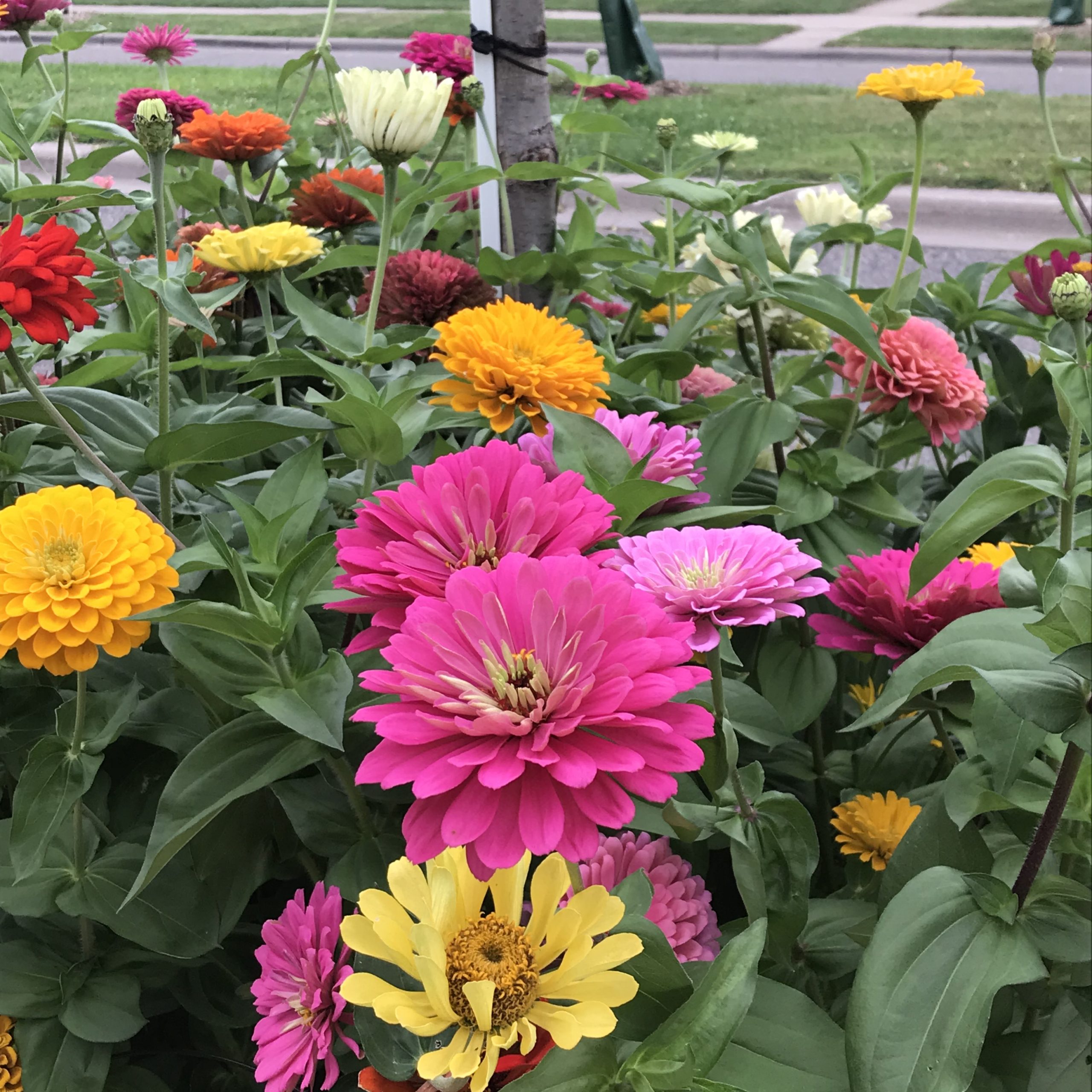 Winter Sowing for Flowers and Vegetables - My Northern Garden