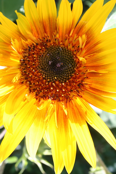 The Joker Sunflower