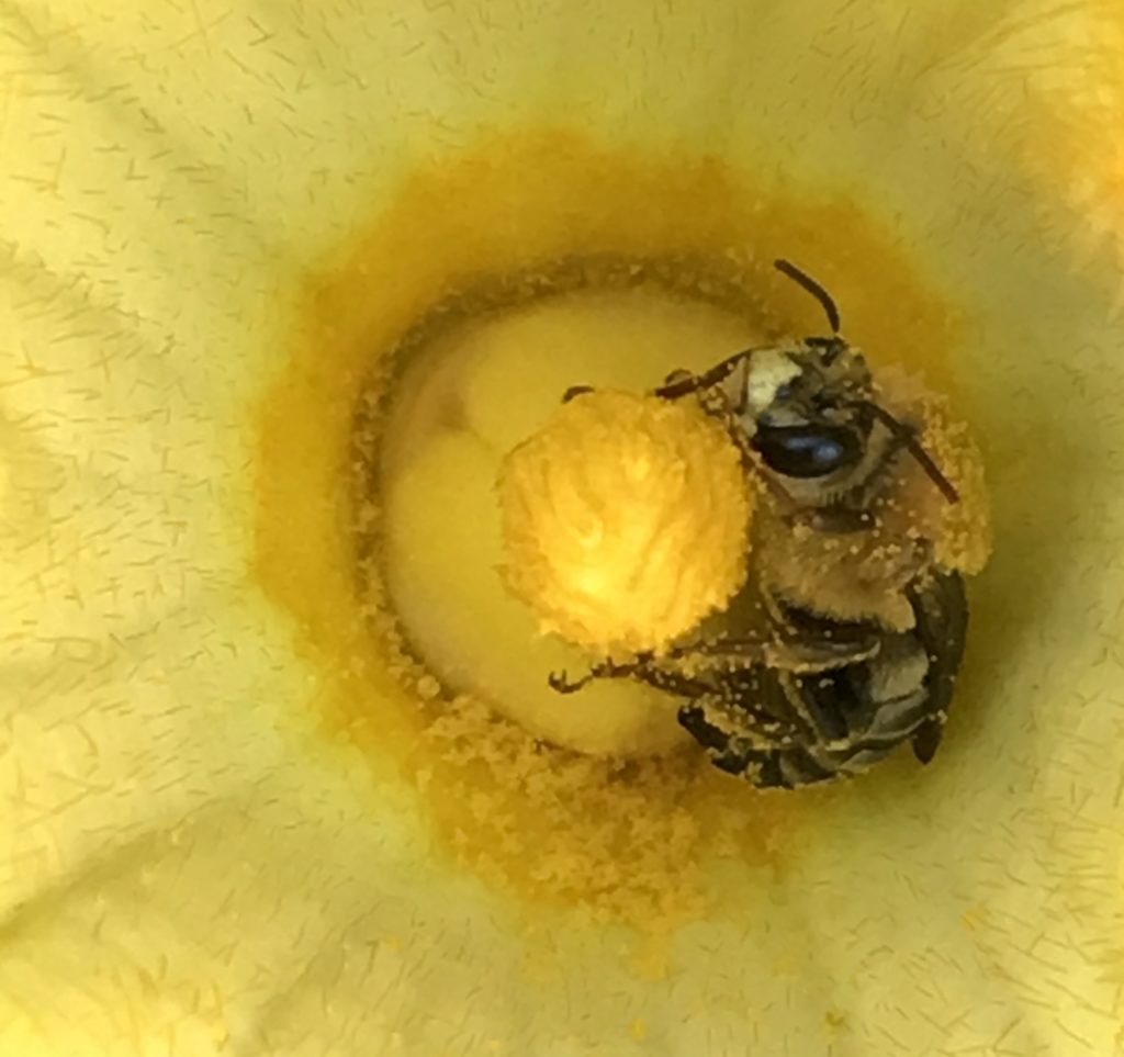 A bee covered with pollen is nestled in the flower of a squash plant.