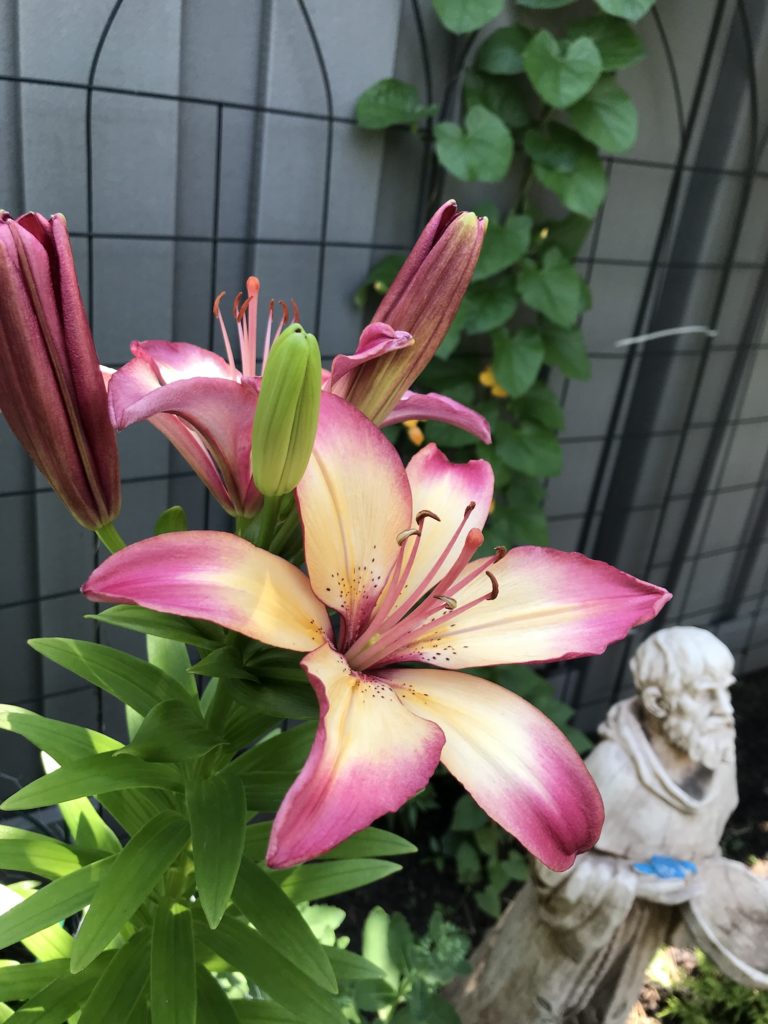 pink and cream colored lily in a garden bed with vines and statue of st. francis.