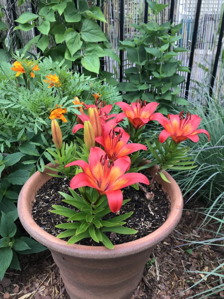 orange lily growing in terra cotta pot in a garden 