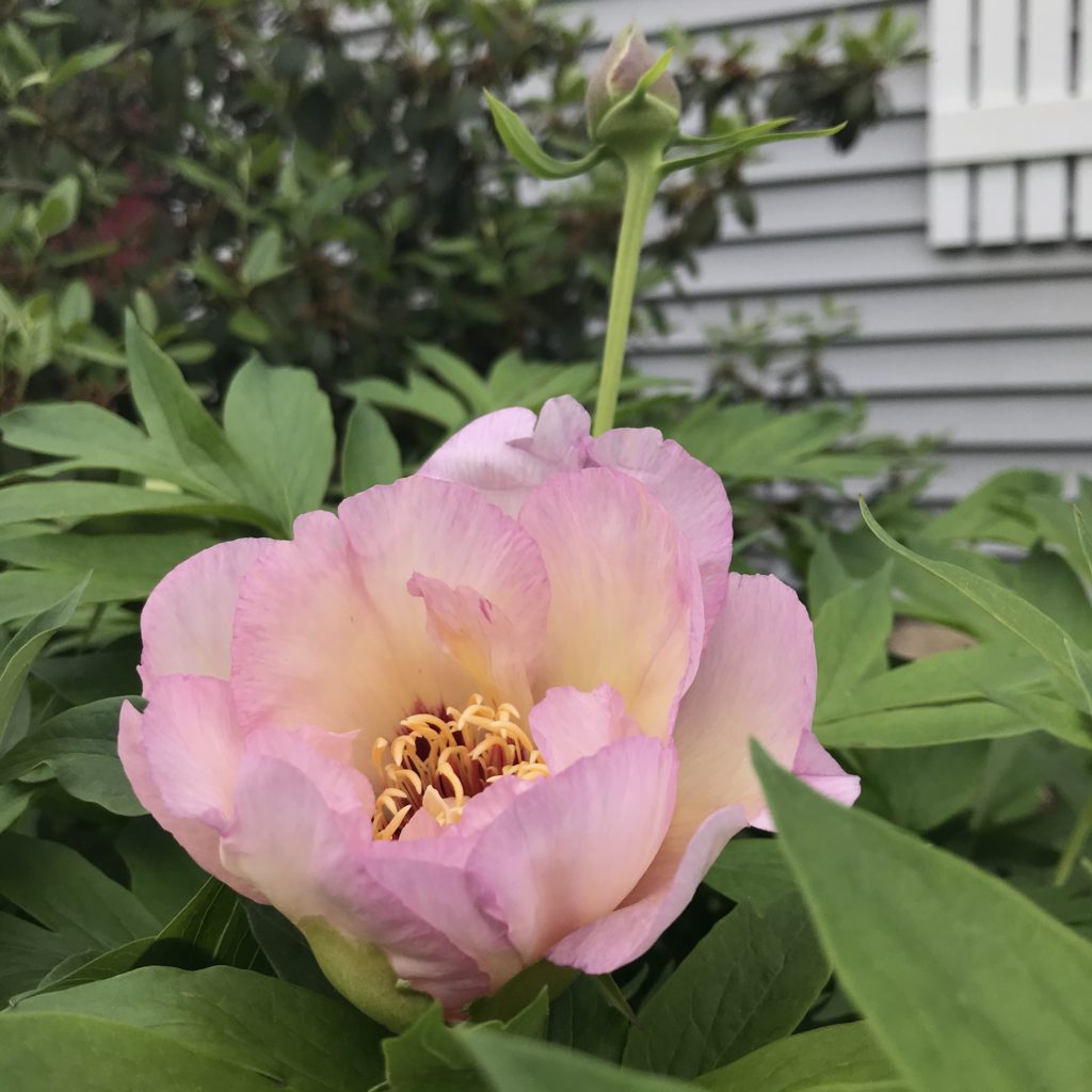 healthy pink peony about to open in a northern garden