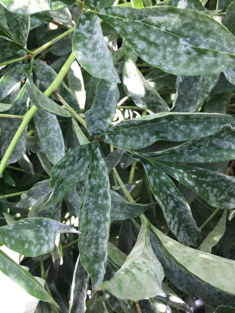 foliage of peony covered with white spots from powdery mildew