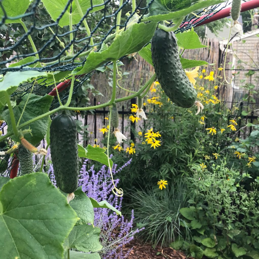 cucumbers on trellis
