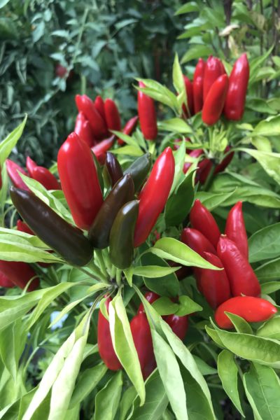 calabrian chili peppers red