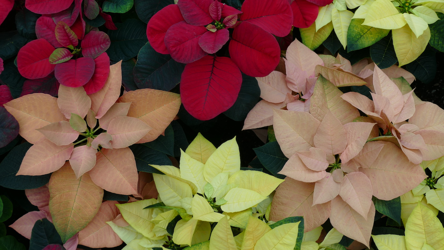 Poinsettia Orange Glow