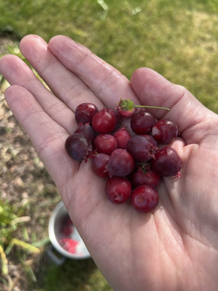 A handful of serviceberries just picked. 