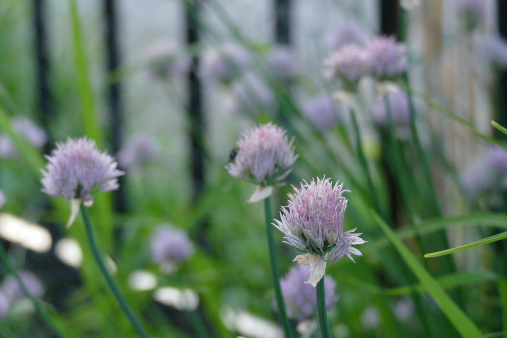 round purple flowers of chive plant