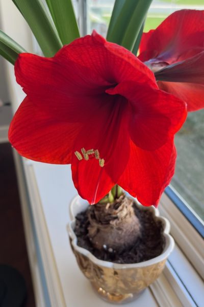 red flowering amaryllis