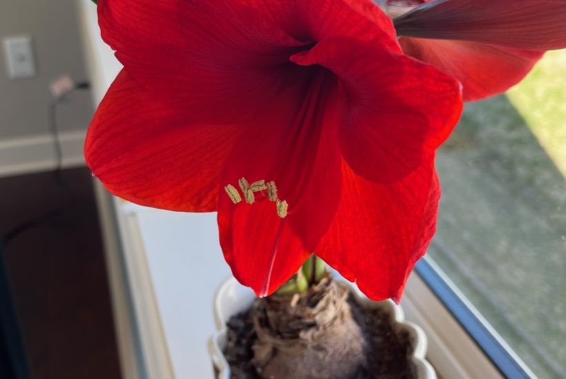 red flowering amaryllis