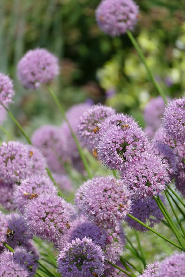 Plants Deer Don't Like The People Speak My Northern Garden